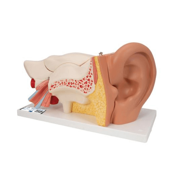 modele anatomique de l'oreille