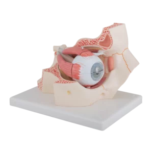 modele anatomique oeil orbite vue de 3-4 droit