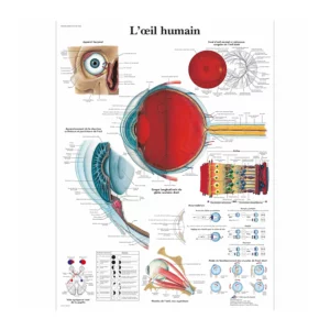 poster-anatomie-oeil-humain-oe003